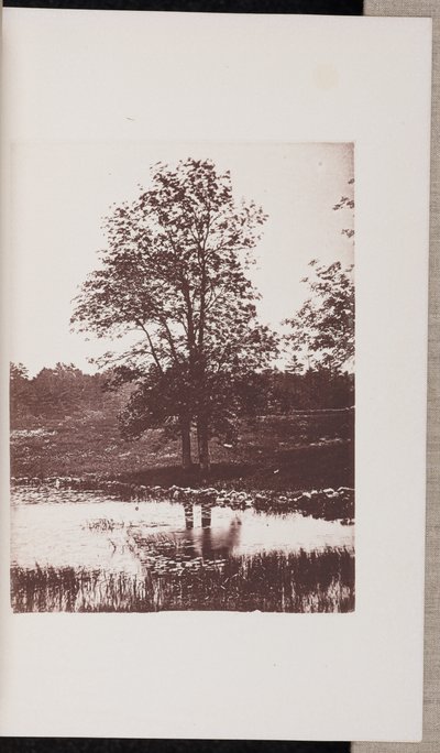 Ash Trees on the Banks of Turtle Pond, Beverly by Wilson Flagg