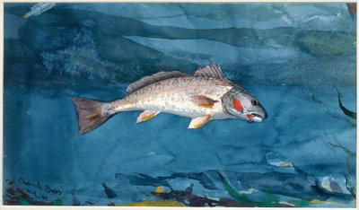 Channel Bass by Winslow Homer