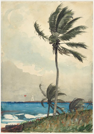 Palm Tree, Nassau by Winslow Homer
