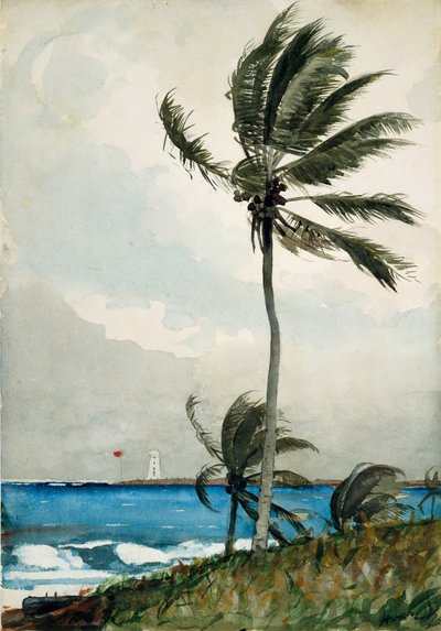 Palm Tree, Nassau by Winslow Homer