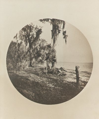 Palm Tree and Beach Scene, Florida Coast by Winslow Homer