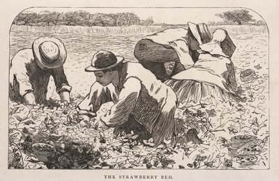 The Strawberry Bed by Winslow Homer