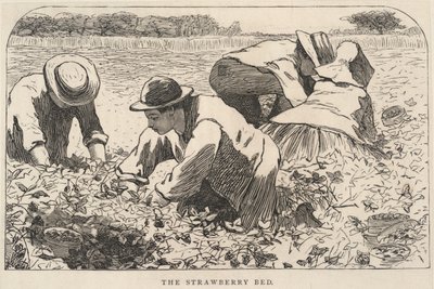 The Strawberry Bed, from Our Young Folks, July 1868 by Winslow Homer