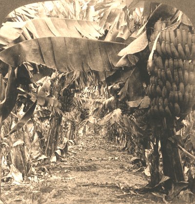 In the Heart of a Banana Plantation, Hawaiian Islands by Works and Sun Sculpture Studios