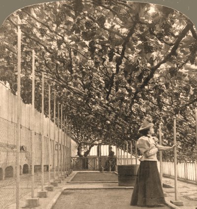 The Oldest Grapevine in the World, Hampton Court Palace, Planted 1768, England, 1897 by Works and Sun Sculpture Studios