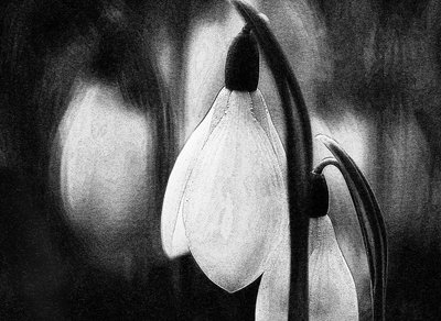 Delicate Winter Snowdrops by Ylva Sjögren