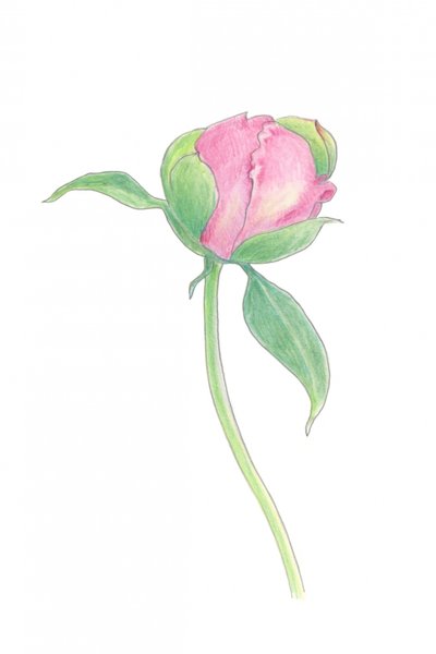Blushing Peony Bud by Yvonne Gustafsson