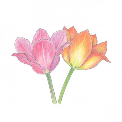 Pink and Orange Tulips by Yvonne Gustafsson
