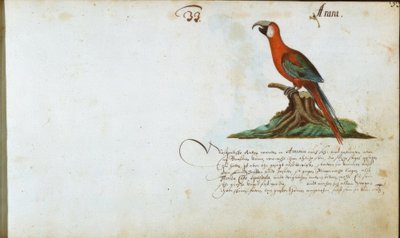 Parrot by Zacharias Wagner