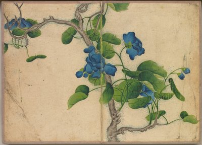 Desk Album: Flower and Bird Paintings (Climbing Blue Flowers) by Zhang Ruoai
