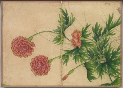 Desk Album: Flower and Bird Paintings Peony by Zhang Ruoai
