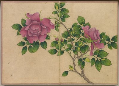 Desk Album: Flower and Bird Paintings Rose by Zhang Ruoai