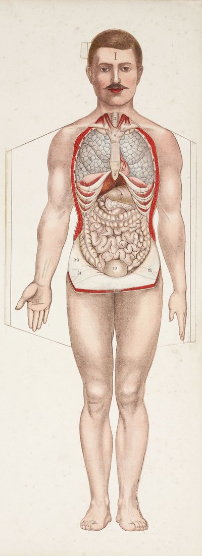 Anatomical Figures: The Internal Organs, Late 19th-Early 20th Century by Frederick (attr. to) Barnard