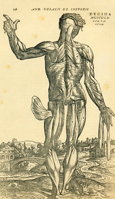 Back of male human body, an anatomical study originally published in De Humani Corporis Fabrica Libri Septem by Andreas Vesalius, published Basel by Ferdinand Georg Waldmuller