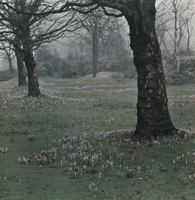 Crocus by Frederick (attr. to) Barnard