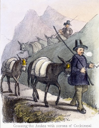 Crossing the Andes with serons of Cochineal, c 1845 by Frederick (attr. to) Barnard