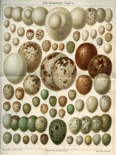 Natural science board representing different bird eggs. Illustration taken from Meyers Grosses Konversations-Lexikon 1904. Bibliographers Institut, Leipzig und Wien by Ferdinand Georg Waldmuller