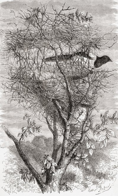 Nest of the Eurasian magpie or common magpie (Pica pica) by . .