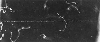 Particle Imaging, Cloud Chamber The Track of a Fast Beta-Ray, Early 20th Century by Ferdinand Georg Waldmuller
