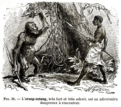 The Orangutan, Very Strong and Very Adroit, is a Dangerous Opponent to Meet by . .