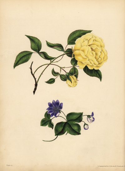 The sweet-scented China Rose, Rosa chinensis, Infidelity; The blue Hepatica, Hepatica nobilis, Confidence by John Pardon