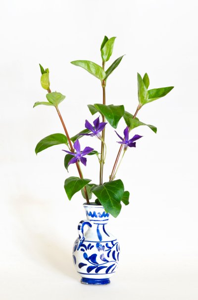 Three Stalks of Greater Periwinkle (Vinca Major) Flowering in Vase by . .