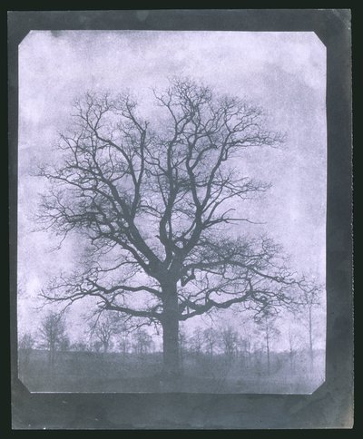 Tree in Winter, Mid 19th Century by Frederick (attr. to) Barnard