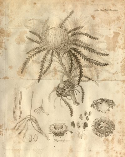 Plate 3 from Volume 10 of Transactions of the Linnean Society of London. The plant depicted is Dryandra formosa (now Banksia formosa) by Various