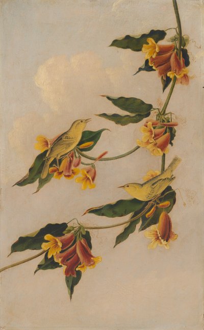 Yellow Warbler by after John James Audubon Joseph Bartholomew Kidd