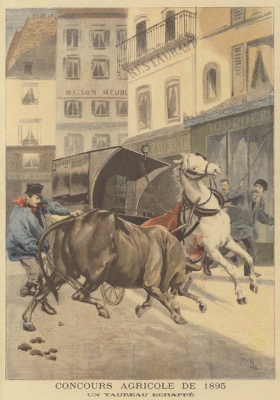 Agricultural Show of 1895. An Escaped Bull by after Oswaldo Tofani