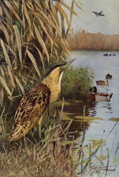 Bittern by after Wilhelm Kuhnert
