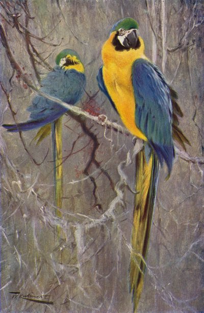 Blue Macaw by after Wilhelm Kuhnert