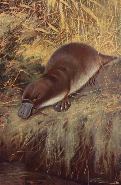 Duckbill by after Wilhelm Kuhnert