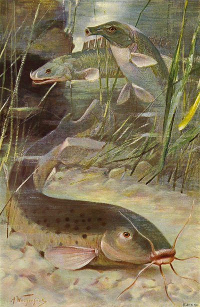 Electric Catfish, Bichir, Trunkfish by after Wilhelm Kuhnert