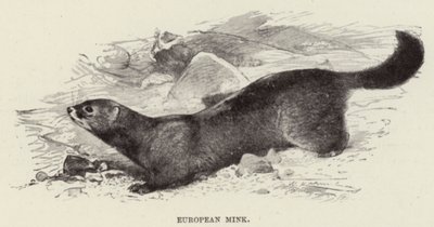 European Mink by after Wilhelm Kuhnert