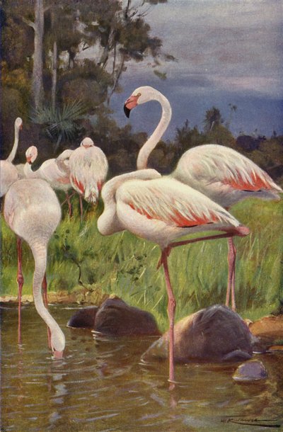 Flamingo by after Wilhelm Kuhnert