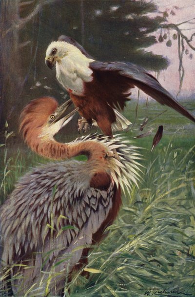 Giant Heron and Sea Eagle by after Wilhelm Kuhnert