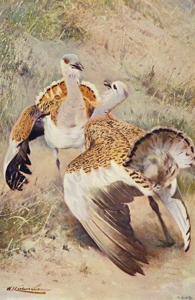 Great Bustard by after Wilhelm Kuhnert