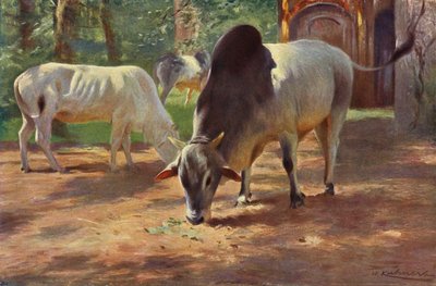 Indian Humped Cattle by after Wilhelm Kuhnert