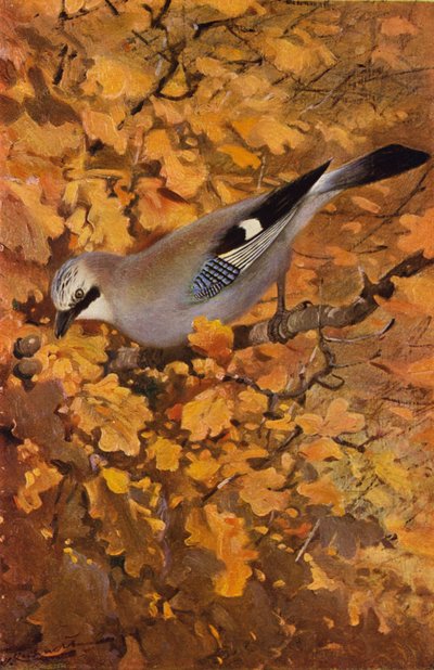 Jay by after Wilhelm Kuhnert