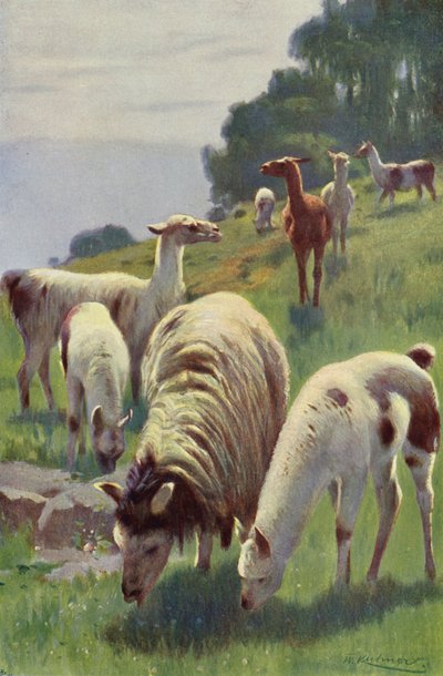 Llama by after Wilhelm Kuhnert