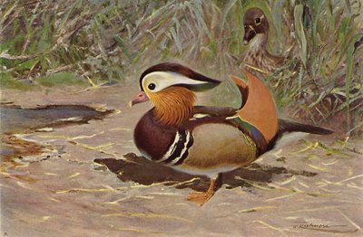Mandarin Duck by after Wilhelm Kuhnert