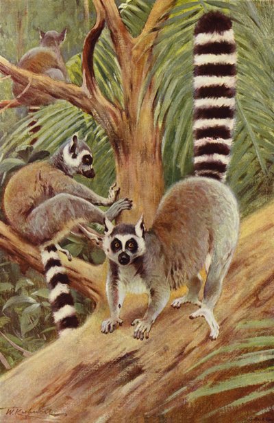 Ring-Tailed Lemur by after Wilhelm Kuhnert