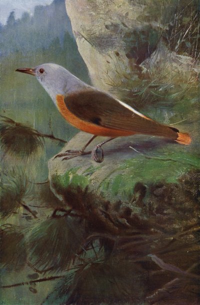 Rock Thrush by after Wilhelm Kuhnert