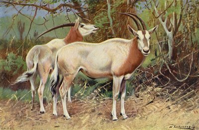 Sable Antelope by after Wilhelm Kuhnert