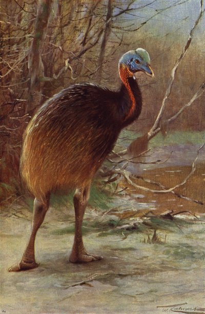 Single-Wattled Cassowary by after Wilhelm Kuhnert