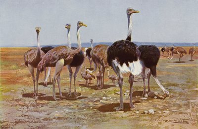 Somali Ostrich by after Wilhelm Kuhnert