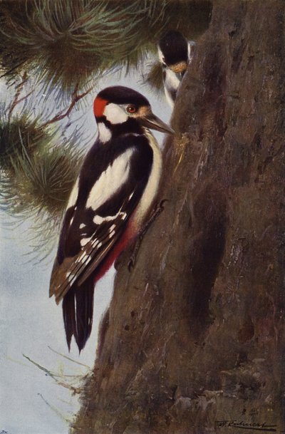 Spotted Woodpecker by after Wilhelm Kuhnert