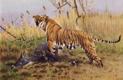 Tiger by after Wilhelm Kuhnert