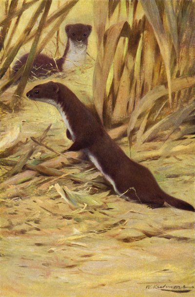 Weasel by after Wilhelm Kuhnert